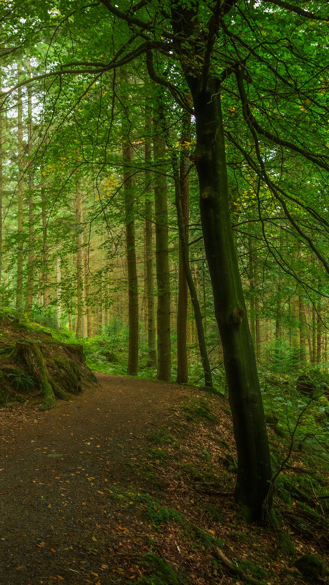 1080x1920 Wallpaper path, forest, trees, moss