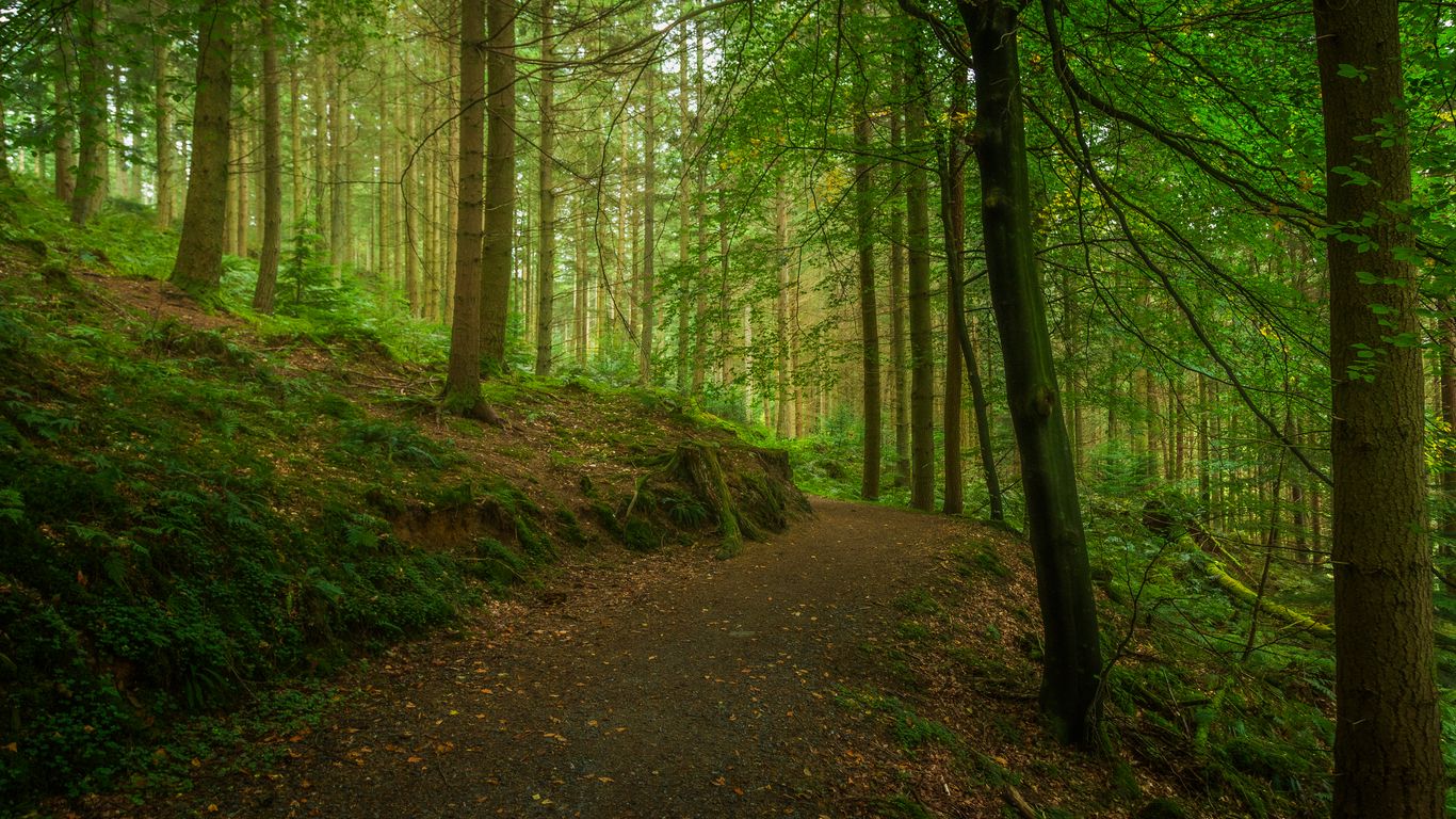 1366x768 Wallpaper path, forest, trees, moss