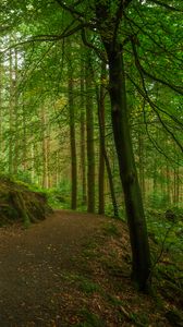 Preview wallpaper path, forest, trees, moss