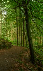 Preview wallpaper path, forest, trees, moss