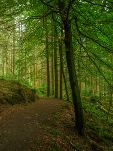 Preview wallpaper path, forest, trees, moss