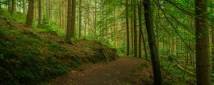 Preview wallpaper path, forest, trees, moss
