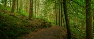 Preview wallpaper path, forest, trees, moss