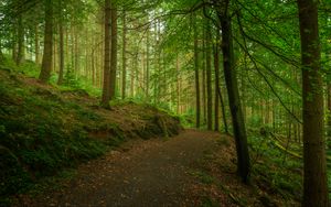 Preview wallpaper path, forest, trees, moss