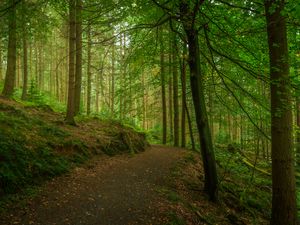 Preview wallpaper path, forest, trees, moss