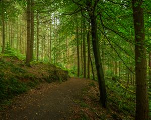 Preview wallpaper path, forest, trees, moss