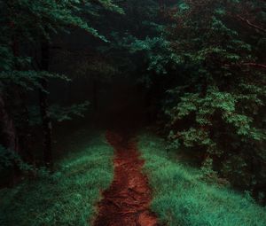 Preview wallpaper path, forest, trees, grass