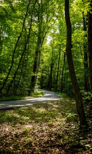 Preview wallpaper path, forest, trees, leaves