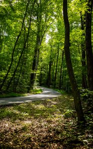 Preview wallpaper path, forest, trees, leaves