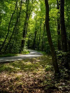 Preview wallpaper path, forest, trees, leaves