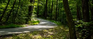 Preview wallpaper path, forest, trees, leaves