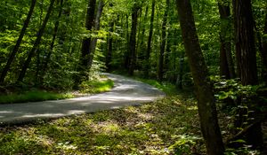 Preview wallpaper path, forest, trees, leaves