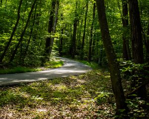 Preview wallpaper path, forest, trees, leaves