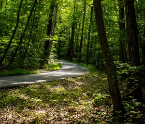 Preview wallpaper path, forest, trees, leaves