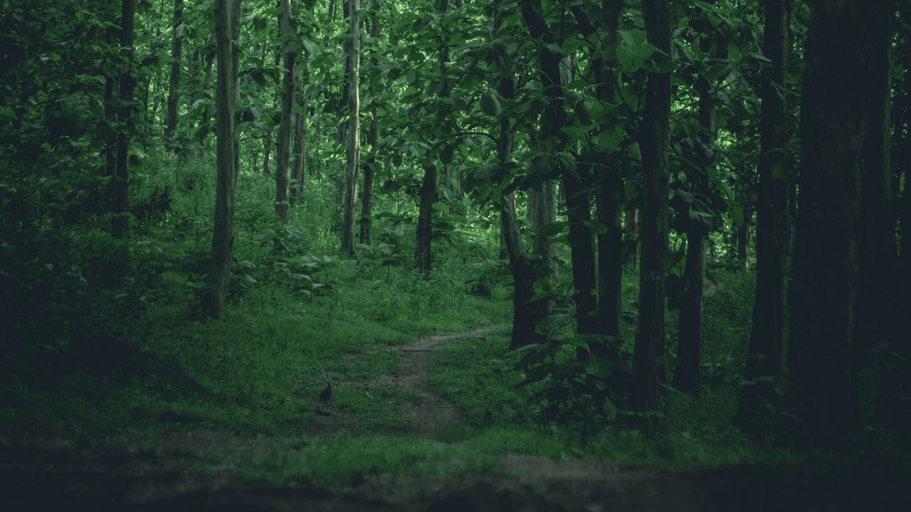 Wallpaper path, forest, trees, grass, branches