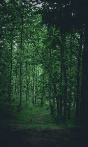 Preview wallpaper path, forest, trees, grass, branches