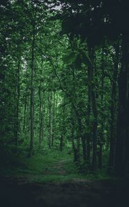 Preview wallpaper path, forest, trees, grass, branches