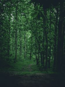 Preview wallpaper path, forest, trees, grass, branches