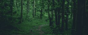 Preview wallpaper path, forest, trees, grass, branches