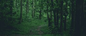 Preview wallpaper path, forest, trees, grass, branches