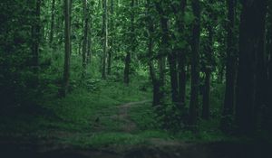 Preview wallpaper path, forest, trees, grass, branches