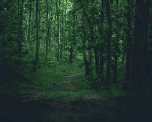 Preview wallpaper path, forest, trees, grass, branches