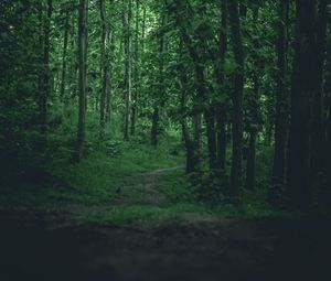 Preview wallpaper path, forest, trees, grass, branches