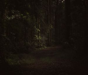 Preview wallpaper path, forest, trees, dark, branches