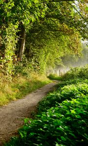 Preview wallpaper path, forest, trees, bushes, fence