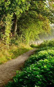 Preview wallpaper path, forest, trees, bushes, fence