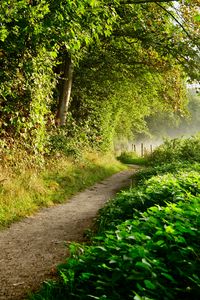 Preview wallpaper path, forest, trees, bushes, fence