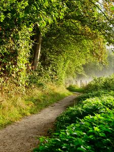 Preview wallpaper path, forest, trees, bushes, fence