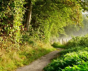 Preview wallpaper path, forest, trees, bushes, fence