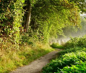 Preview wallpaper path, forest, trees, bushes, fence