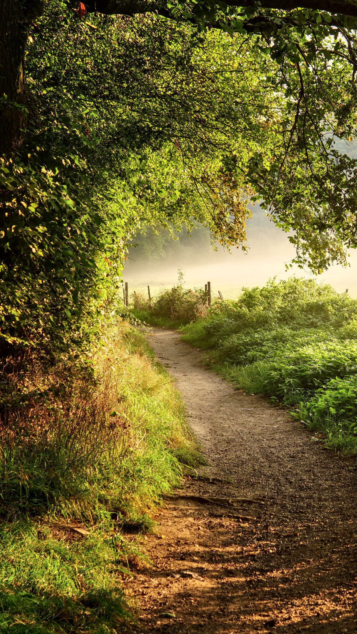 Download wallpaper 1440x2560 path, forest, trees, bushes, grass qhd samsung  galaxy s6, s7, edge, note, lg g4 hd background