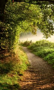 Preview wallpaper path, forest, trees, bushes, grass