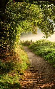 Preview wallpaper path, forest, trees, bushes, grass