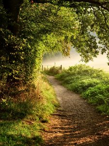 Preview wallpaper path, forest, trees, bushes, grass