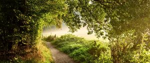 Preview wallpaper path, forest, trees, bushes, grass