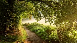 Preview wallpaper path, forest, trees, bushes, grass