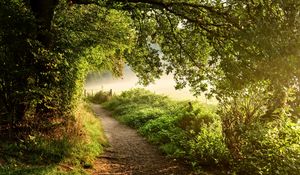 Preview wallpaper path, forest, trees, bushes, grass