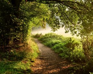 Preview wallpaper path, forest, trees, bushes, grass