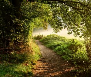 Preview wallpaper path, forest, trees, bushes, grass