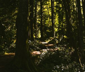 Preview wallpaper path, forest, trees, bushes, branches