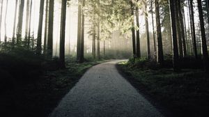Preview wallpaper path, forest, trees, light