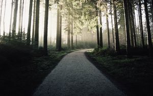 Preview wallpaper path, forest, trees, light