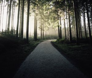 Preview wallpaper path, forest, trees, light