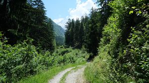 Preview wallpaper path, forest, trees, nature, landscape