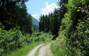 Preview wallpaper path, forest, trees, nature, landscape