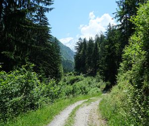 Preview wallpaper path, forest, trees, nature, landscape